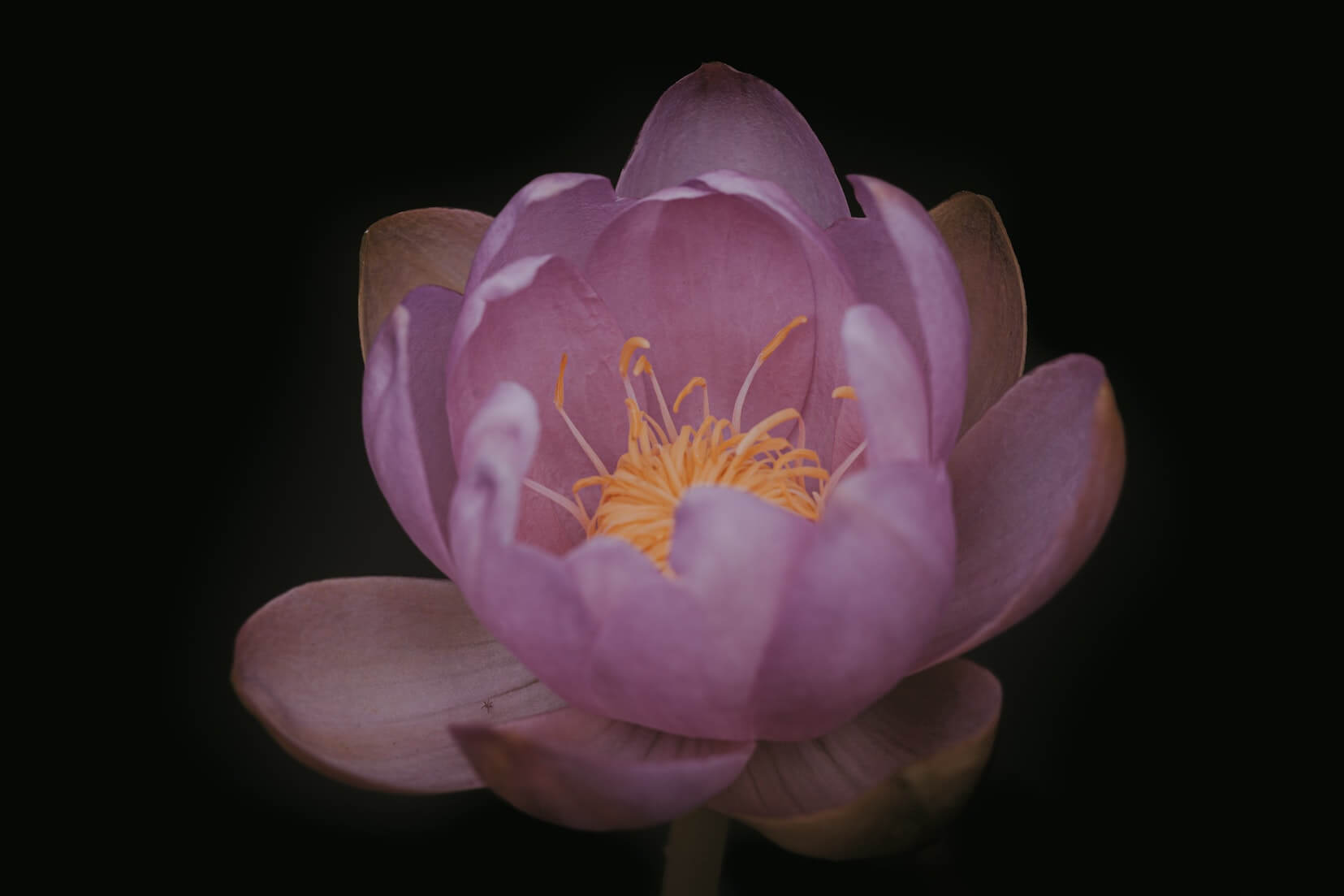 lotus 1