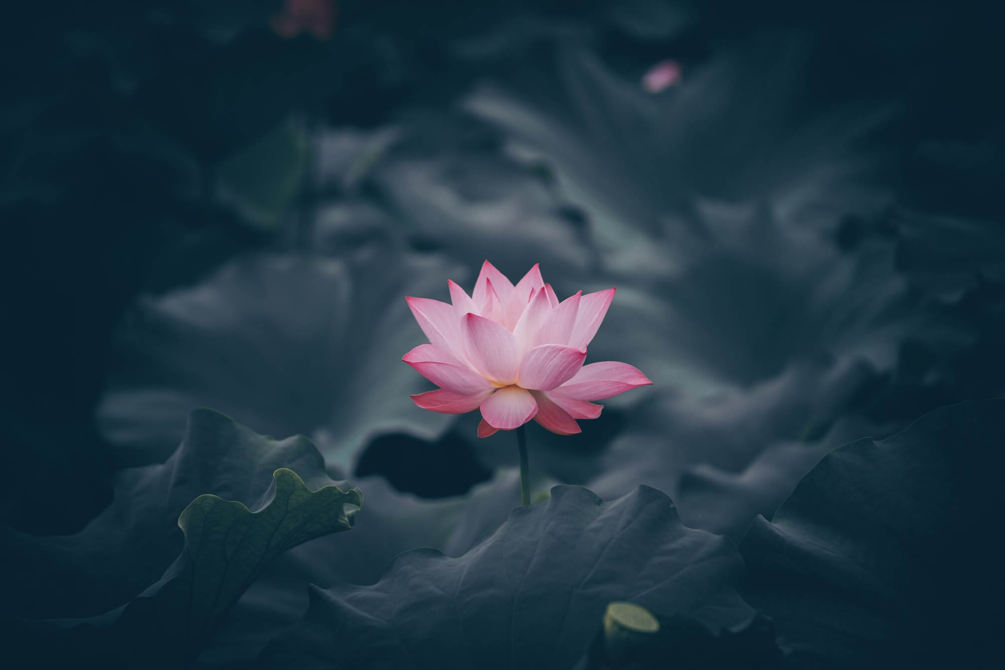 lotus 2